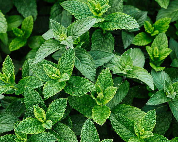 Peppermint leaves, effective in stimulating hair growth and enhancing scalp blood circulation.