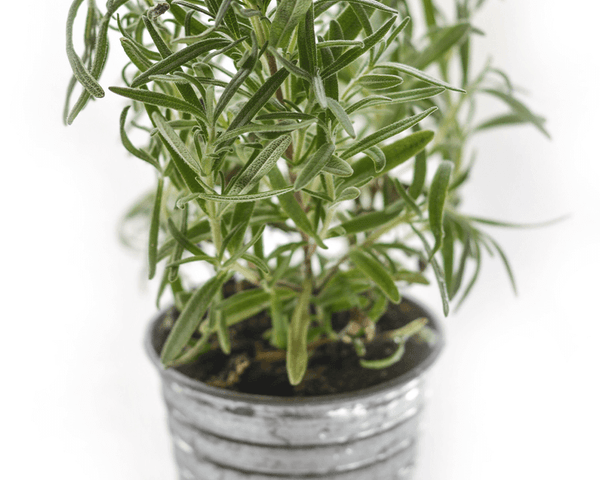 Rosemary plant, known for promoting hair growth and effective against androgenetic alopecia.