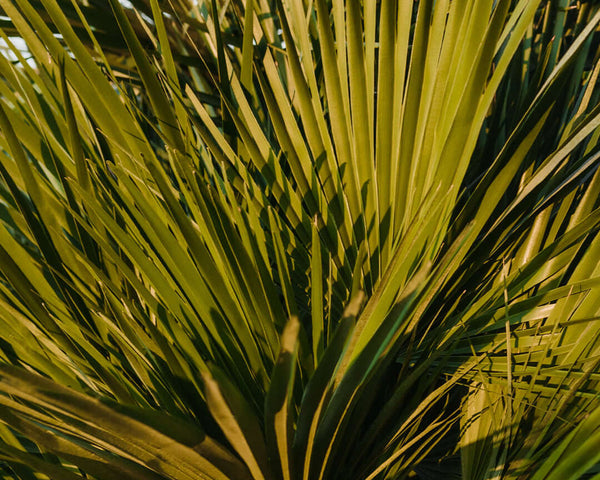 Saw Palmetto leaves, used as a natural treatment for hair loss by inhibiting DHT, aiding in hair regrowth.